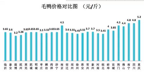 今日毛鸭最新价格及其对市场的冲击影响分析