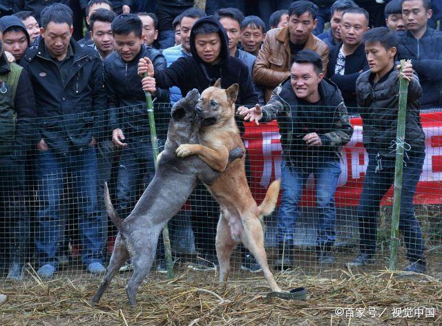 最新土狗斗狗比赛，激情与竞争的极致融合