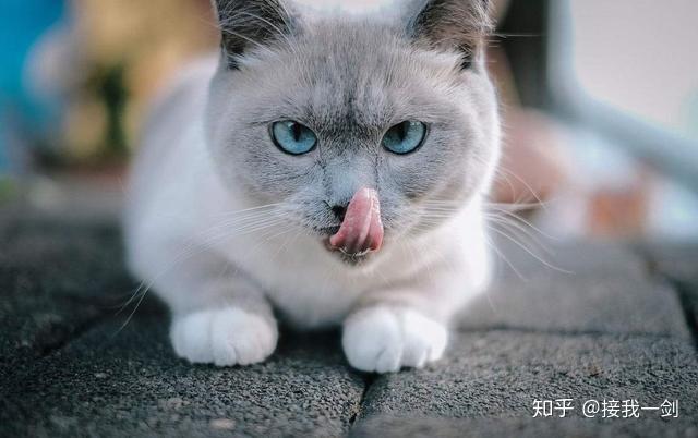 探索最新猫咪领域，无限精彩等你来分享！